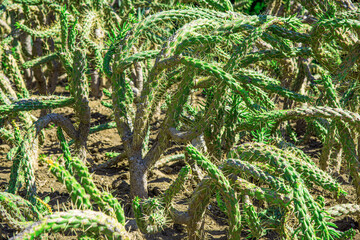 Close-up cactus flower. Cactus plants on the soil.