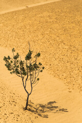 Lonely tree - Banksia sessilis (parrot bush plant) growing on sand dunes. Yellow desert landscape in Nambung National Park, WA
