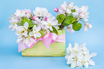 
branches of a blossoming apple tree in a green wooden box. Beautiful arrangement on a blue background.