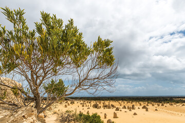 A single tree growing in yellow desert sand. The Pinnacles Desert in Nambung National Park, Western Australia