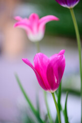 pink flowering plant flower in bloom small ground covering plants with green leaves