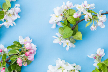 branches of a blossoming apple tree on a blue background. Gardening concept