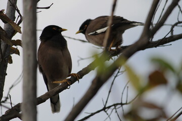 great tit on branch