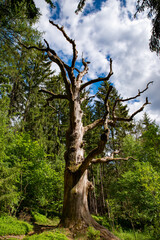 Naklejka premium Saueiche