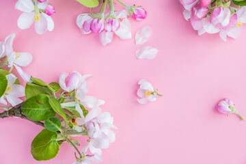 branches of a blossoming apple tree on a pink background. Gardening concept