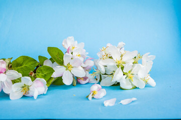 
white flowers on a blue background. Gardening concept