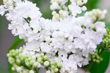 flowers close up blooming white lilac bunch in the garden spring card