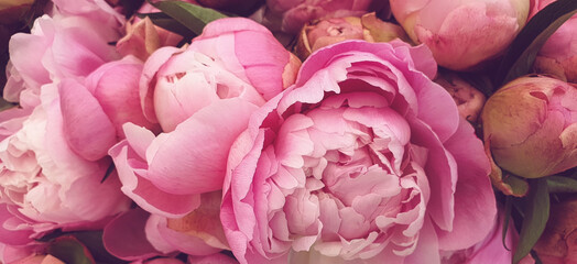 close up of pink peony flowers