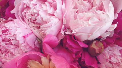 Beautiful pink rose peony petals background