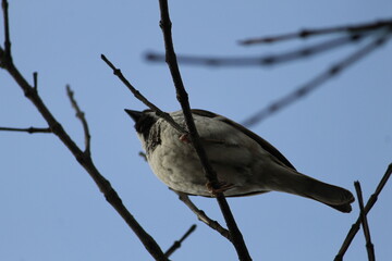 bird on a branch