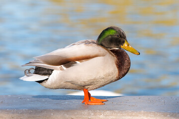 Male Mallard, wild duck (Stockente, Anas platyrhynchos)