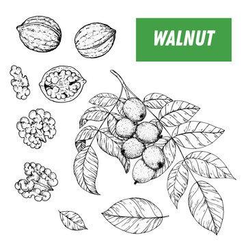 Walnut hand drawn sketch. Nuts vector illustration. Walnut branch. Organic healthy food. Great for packaging design. Engraved style. Black and white color.