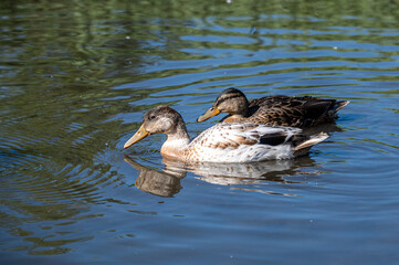 Mallard ducklings with female colournig and whtie feathers