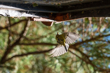 Looking up as a bluetit flies into a nest