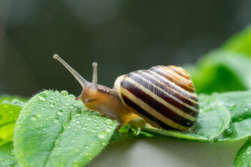 Snail on a leaf