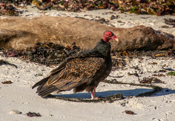 Turkey Vulture on California Beach