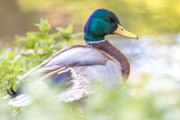 Male Mallard, wild duck (Stockente, Anas platyrhynchos)