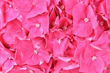 Bright pink hydrangea Background. Flowers backdrop, selective focus, close up. Beautiful tender hydrangea flowers.