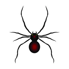 Black Widow spider. Spider icon for web and app. Stock vector illustration on white isolated background. 