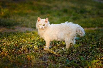 Naklejka na ściany i meble Beautiful white fluffy cat stands in the sun. 