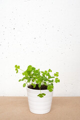 White little pot with parsley sprouts on craft brown paper on white concrete wall background. Growing microgreens home