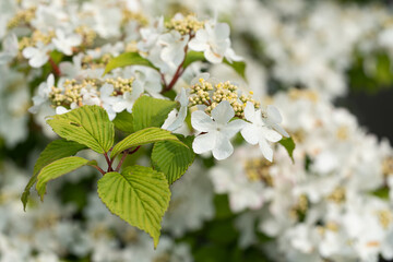 Japanese snowball, Viburnum plicatum