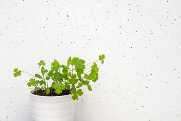 Micro greens growing in white pot, parsley sprouts on white concrete wall background. Copy space.