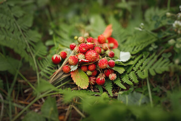 Wild strawberries on green backgroud of fern. Film photography with artistic noise