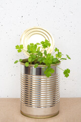 Micro greens, parsley sprouts in tin can on white concrete wall background. Copy space, vertical view.