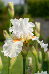 Fototapeta na wymiar German iris, Iris barbata