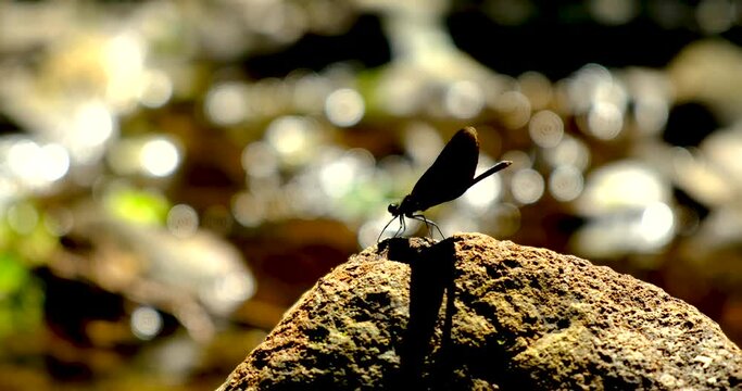 dragonflies Beautiful Demoiselle (Calopteryx virgo) lands on a stone above the water
