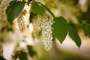 Bird Cherry Tree in Blossom. Close-up of a Flowering Prunus Avium Tree with White Little Blossoms. View of a blooming Sweet Bird-Cherry Tree in Spring