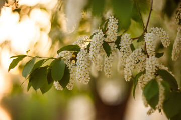 Bird Cherry Tree in Blossom. Close-up of a Flowering Prunus Avium Tree with White Little Blossoms. View of a blooming Sweet Bird-Cherry Tree in Spring