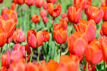 red tulips flowers close up blooming in the garden spring card