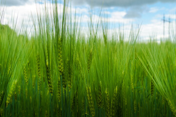 Young green barley with long spikelets growing summer on agricultural field