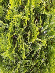 green leaves of thuja