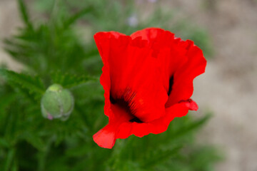 red poppy flower on a green background