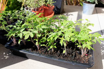 Tomato plants grown from seed. Young plants ready to be transplanted into eco-friendly, biodegradable newspaper pots