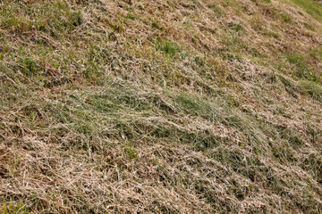 Dried mown grass in summer. Hay.