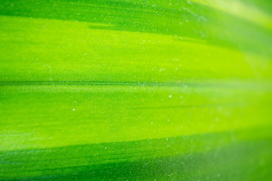 Closeup Shot Of A Bright Green Texture For Background