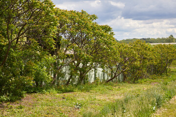 Green trees grow along the fence.