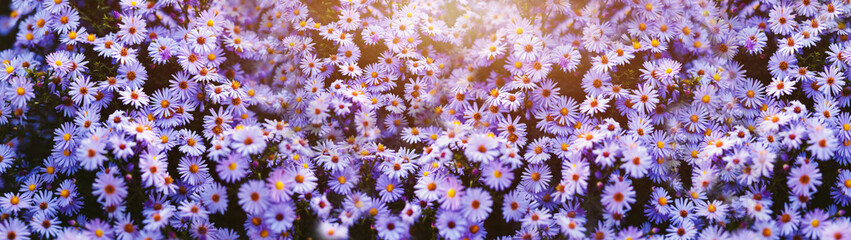Purple flowers panoramic banner with sunlight 