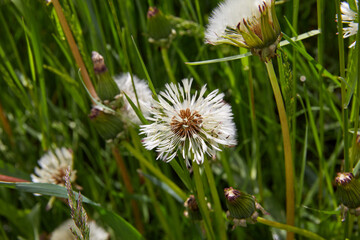 An unusual shape of a dandelion on a green background.