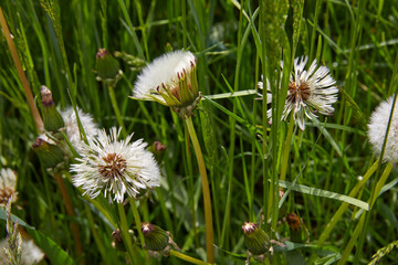 An unusual shape of a dandelion on a green background.