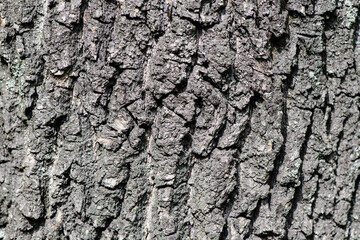Relief texture tree trunk of the fray bark photo of a tree bark texture Relief creative texture of an old oak bark