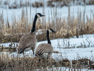 A pair of Canada Geese