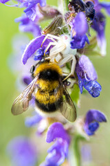 Bombus killed by a white spider