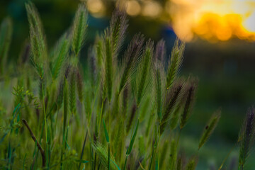 Grass close up. Early dawn