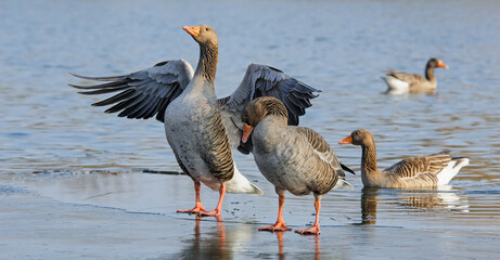 Wild geese resting on the ice in winter