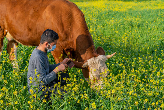 Smart Agritech livestock farming. Young farmer using a smartphone and statistics wirelessly on a smartphone app with ear tag. Young farmer using mask against coronavirus